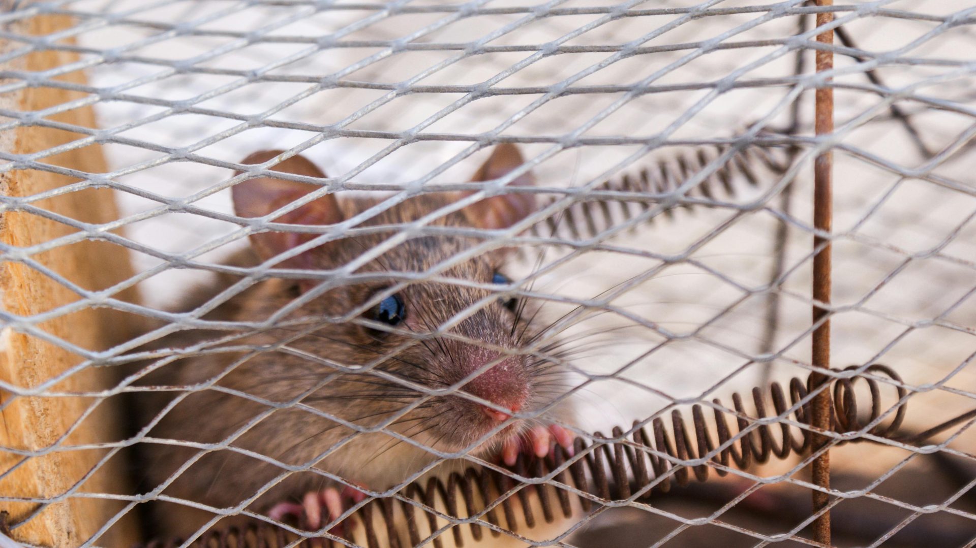 Rat dans une cage métallique