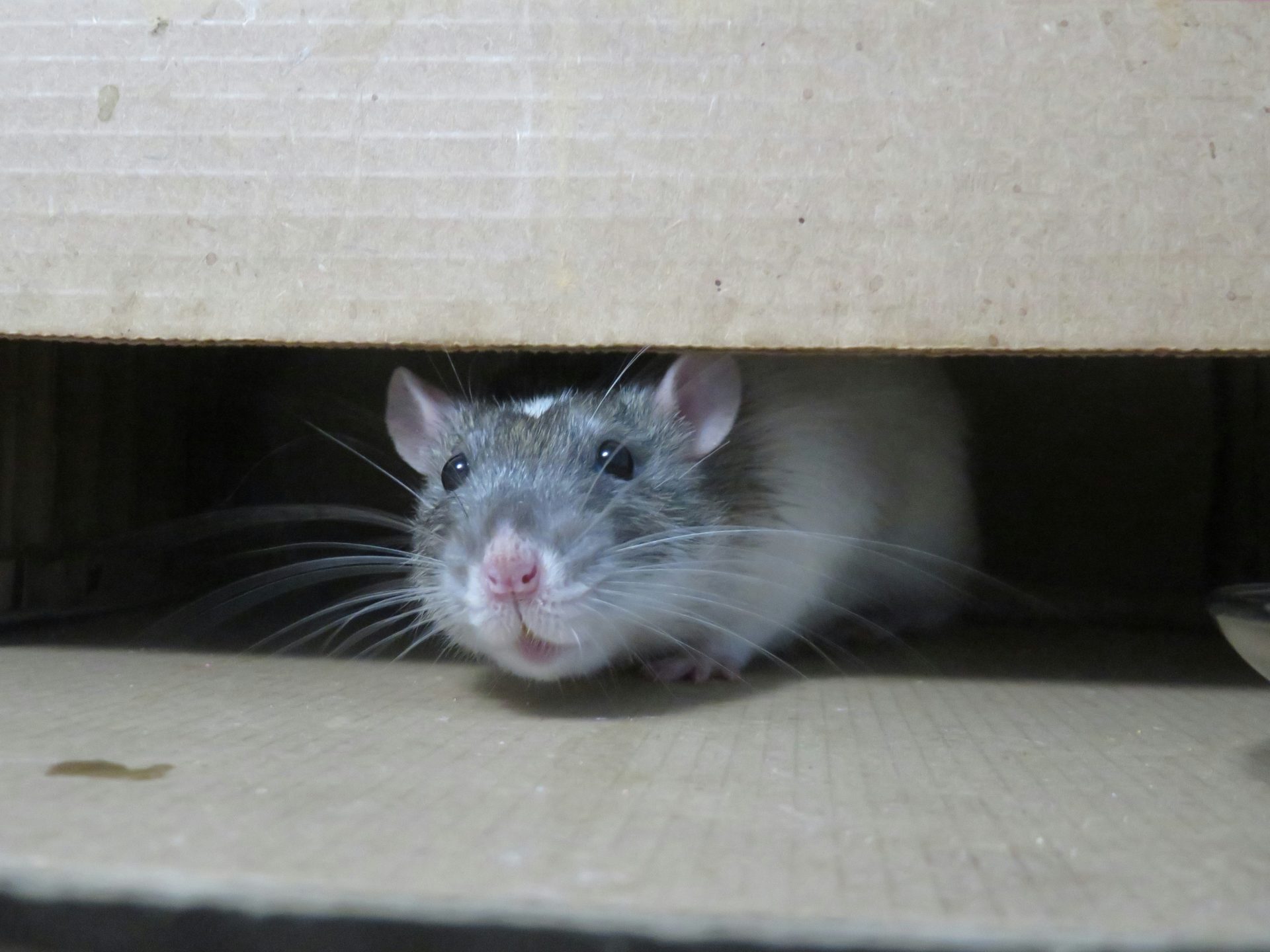 Rat curieux sous une boîte