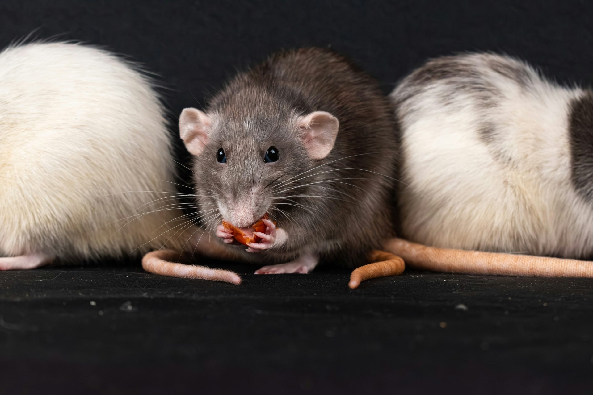 Rats mangeant sur un fond noir