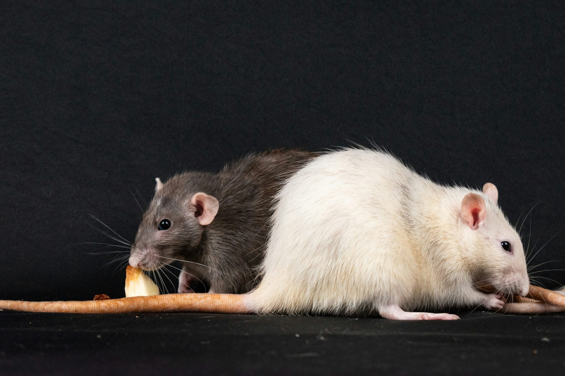 Rats mangeant sur un fond noir